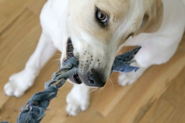 DIY Dog Toy that you can make in just 10 minutes! When this blogger came dangerously close to her new puppy ingesting stuffing from a ripped toy, she came up with this great solution! #shop #PedigreeMoments #CollectiveBias #ad