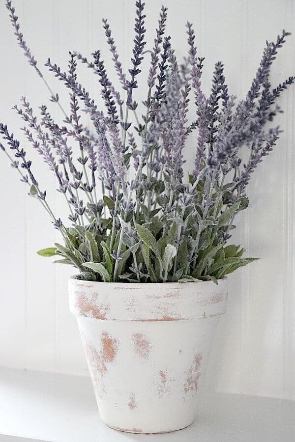 DIY Limewash Terra Cotta Lavender Plant