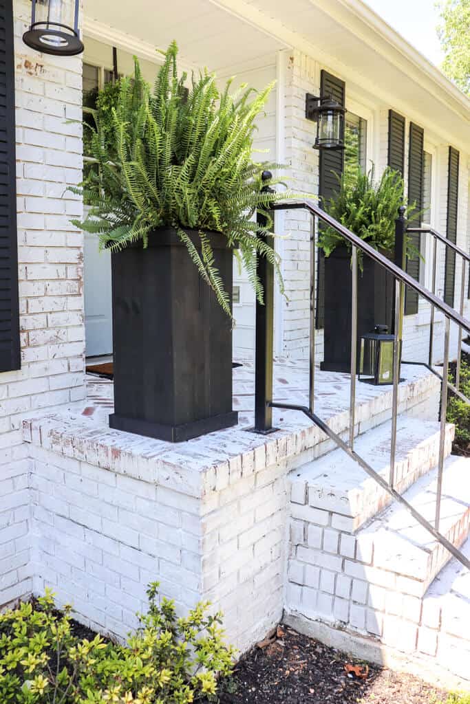 Limewashed house with tall black planters filled with large ferns