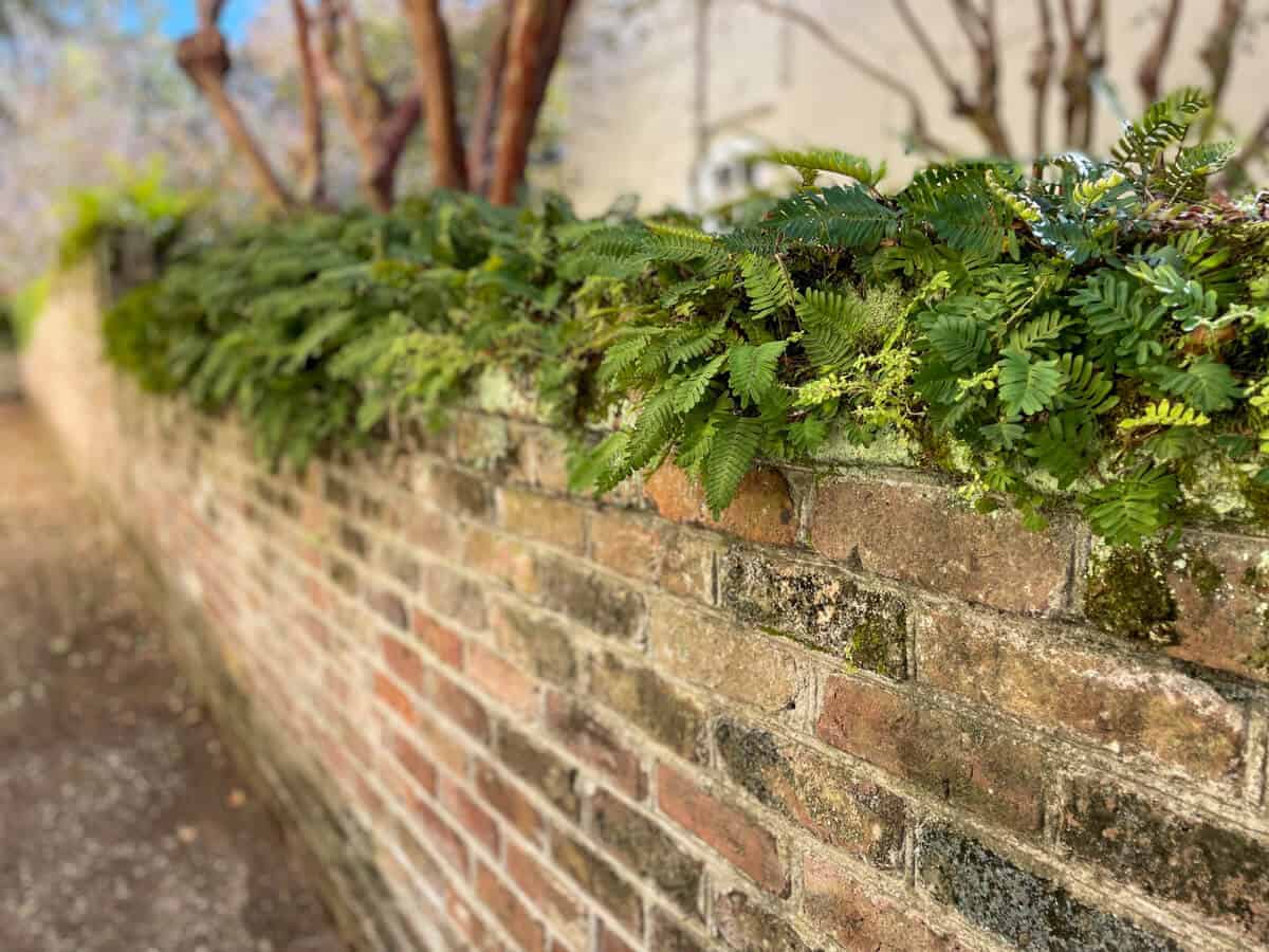ferns growing out of brick wall