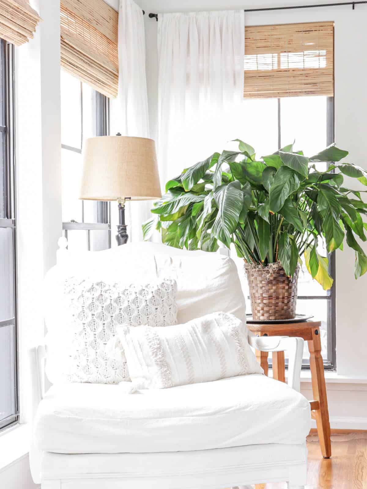 white armchair in a sunroom with large windows in front of a peace lily plant