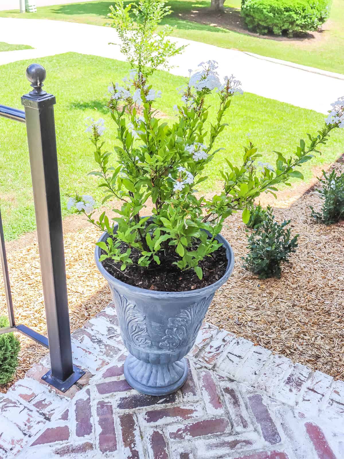 plumbago in a planter